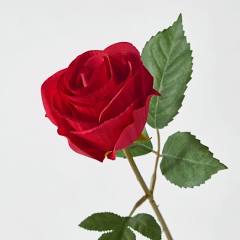 This rose is captioned